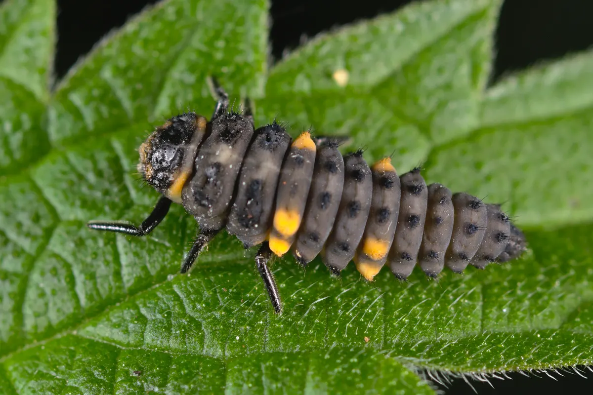 A ladybug larva with a spiky blue-black body and orange spots on a green leaf