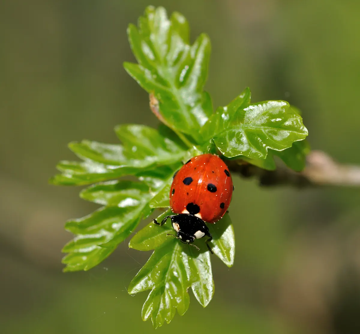 Detailed close-up of a ladybug's glossy black head and red wing cover