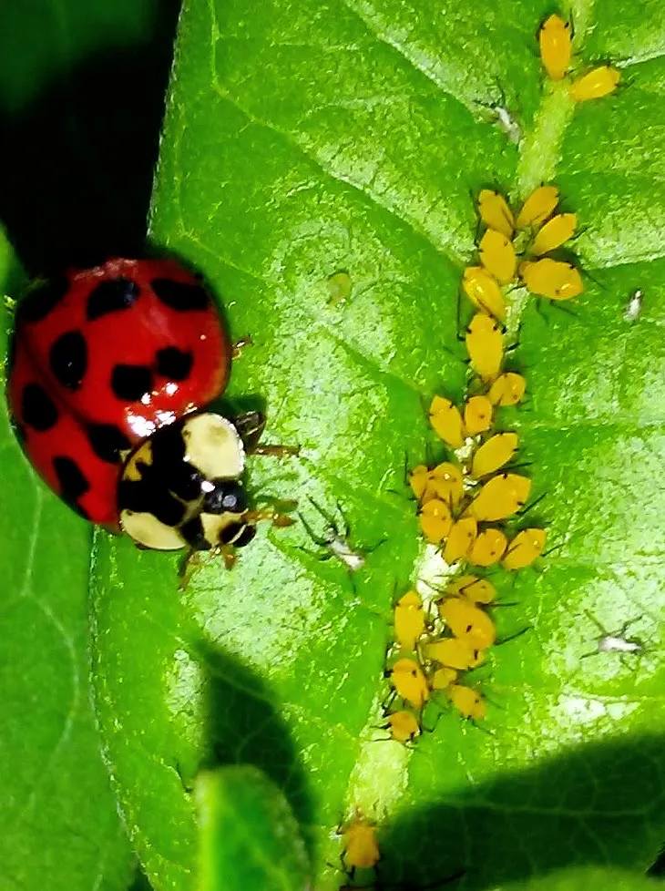 A ladybug hunting on a plant leaf covered in aphids