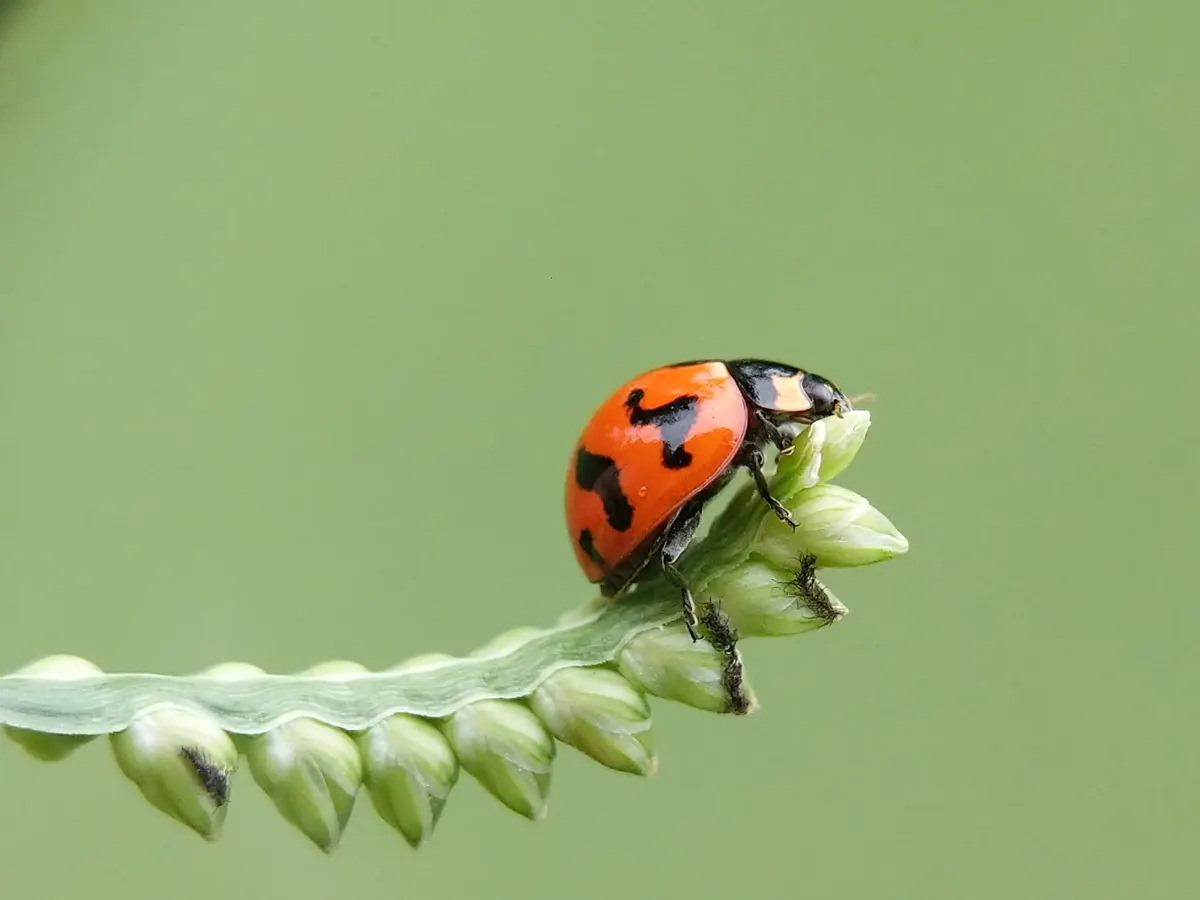 Two ladybugs side by side on a green leaf