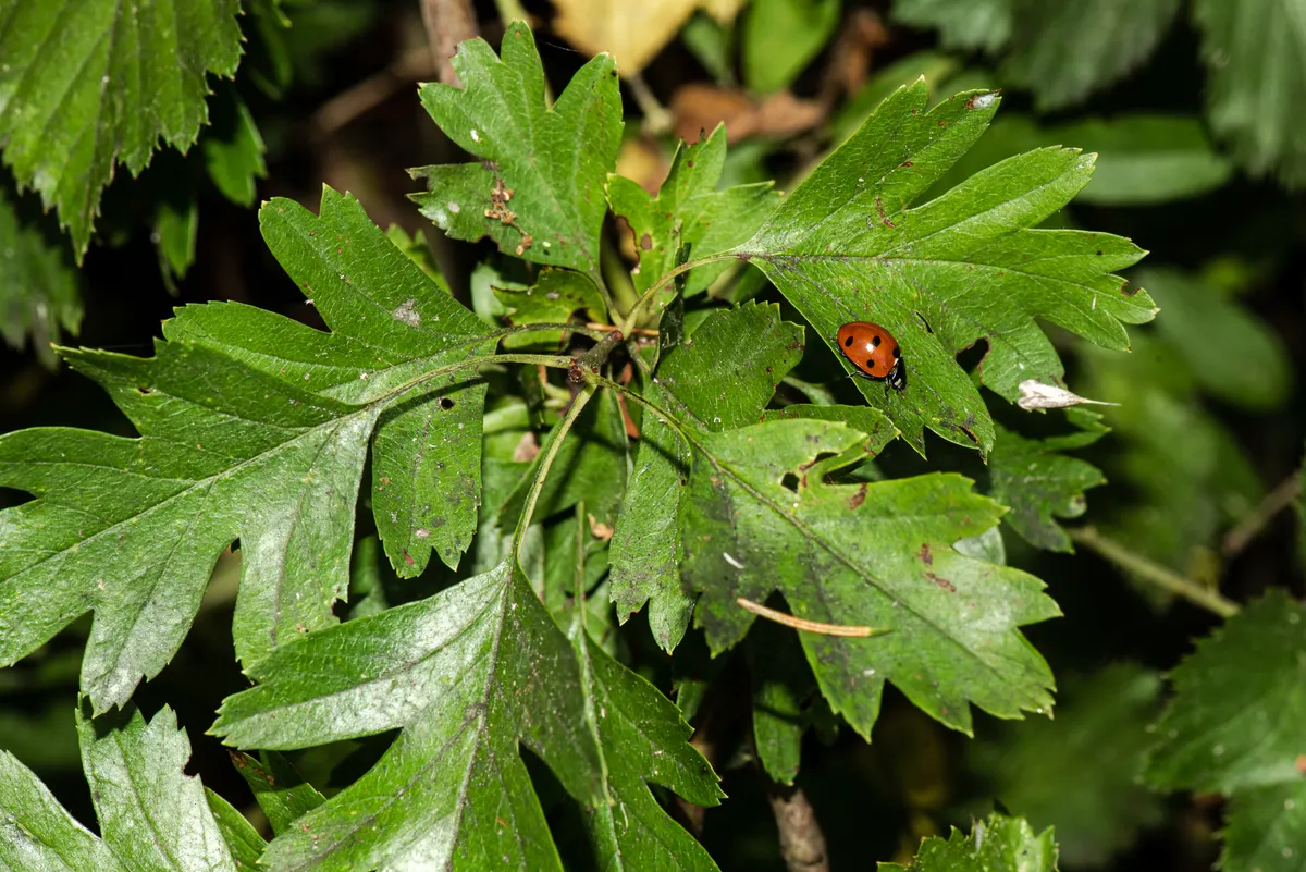 A ladybug resting on a green leaf in a meadow
