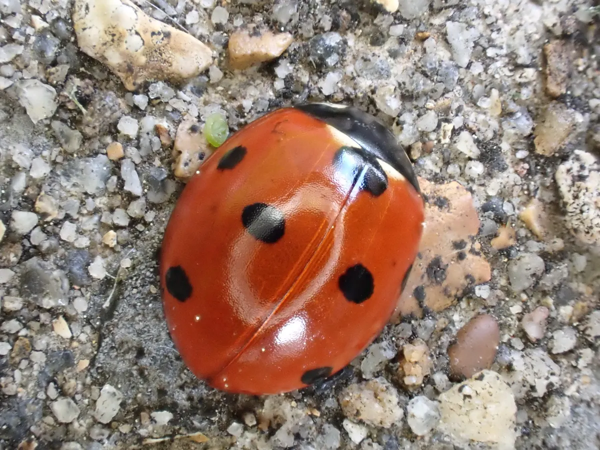 A ladybug on a plant stem in a grassy field