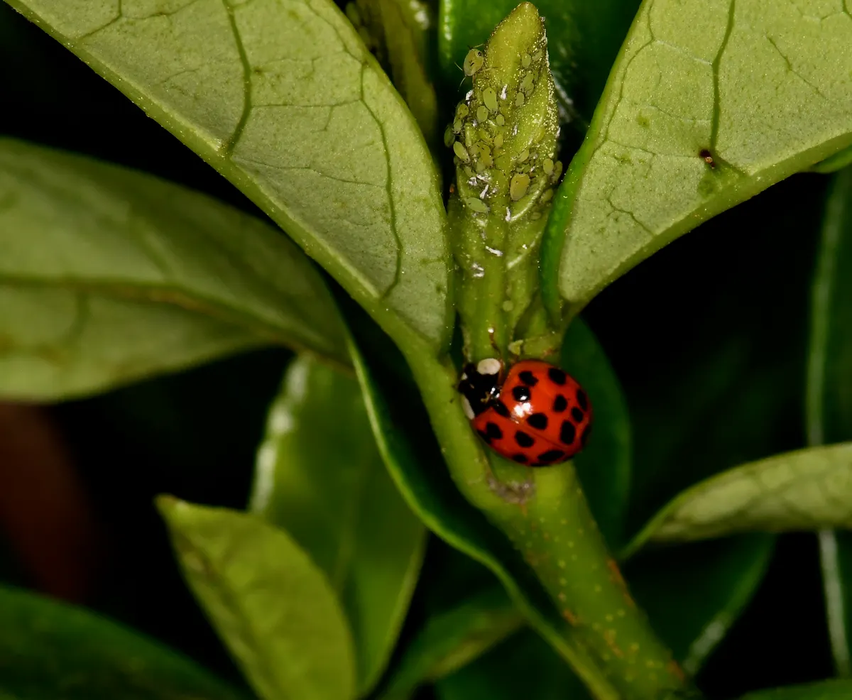 A ladybug devouring tiny green aphids on a plant stem