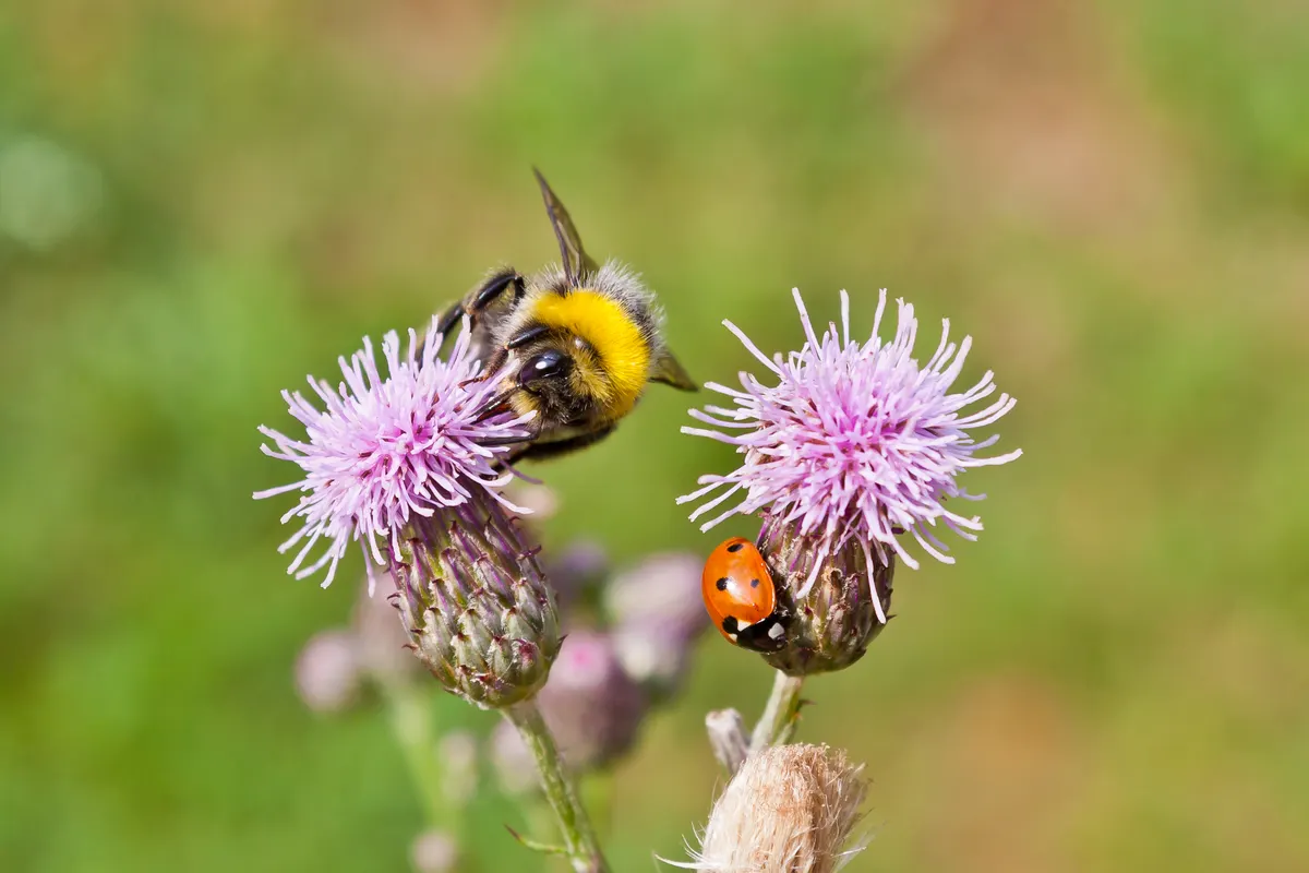 A ladybug and a bumblebee feeding on the same purple thistle flower