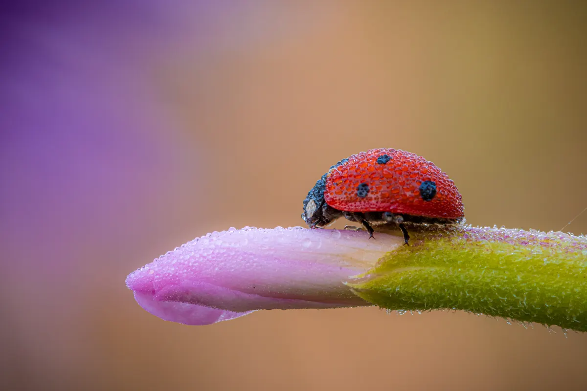 A ladybug walking on a yellow wildflower in a sun-drenched grassy meadow