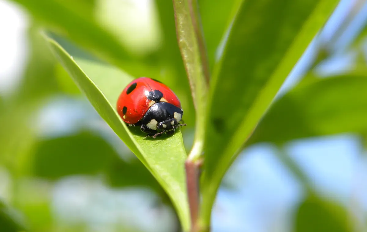 Close-up of a seven-spotted ladybug with bright red wing covers and black spots
