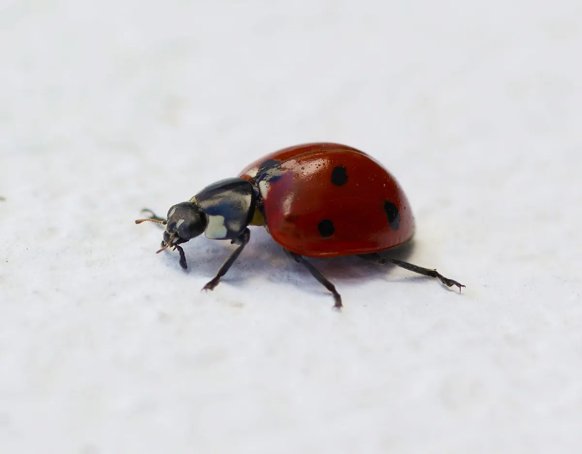 A ladybug climbing on green plant leaves