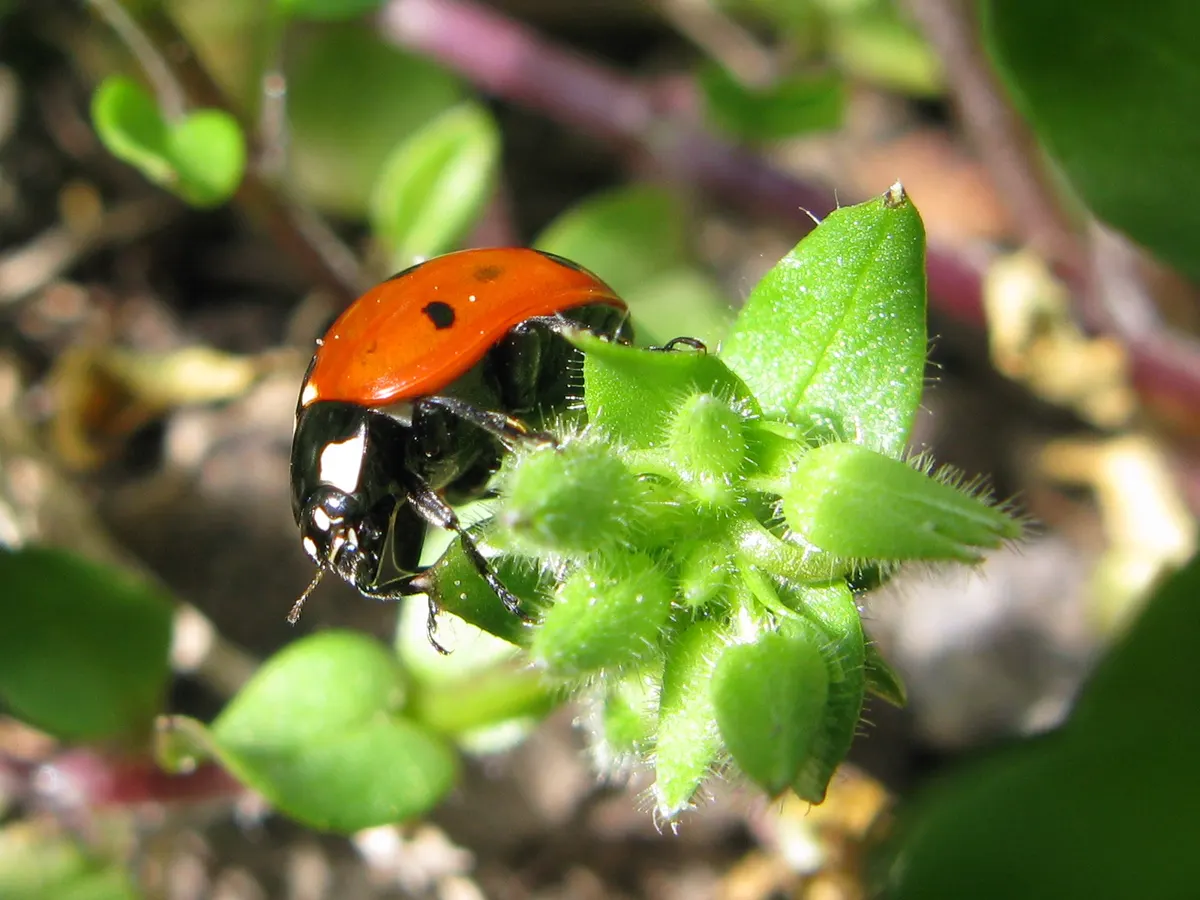 A ladybug on a leaf showing its small round body size