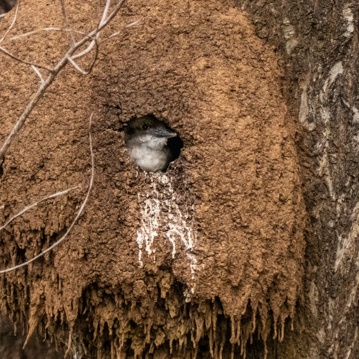 Young laughing kookaburra looking from the entrance of a tree-termite nest