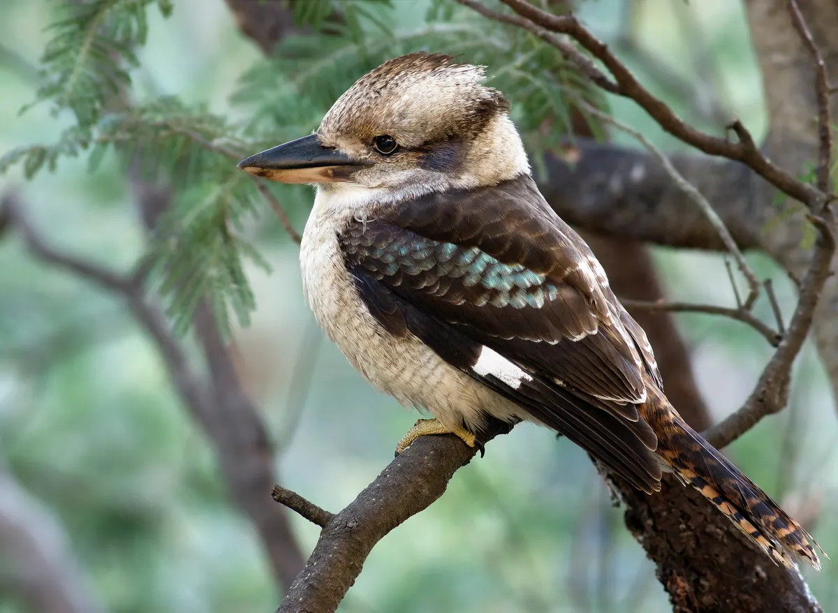 Laughing kookaburra scanning from a tree perch in open woodland