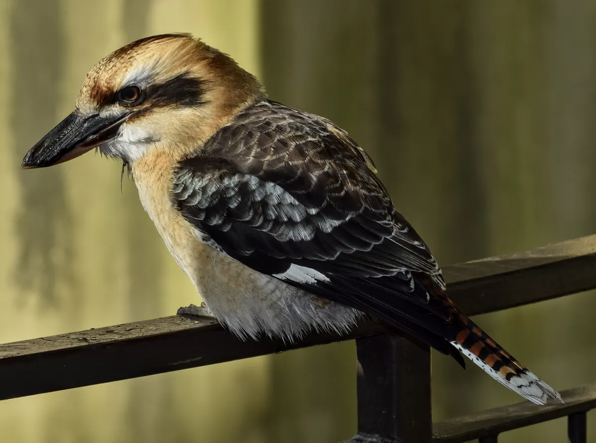 Laughing kookaburra calling from a raised perch