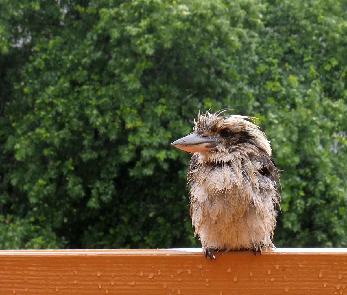 Laughing kookaburra perched in wet woodland during rain