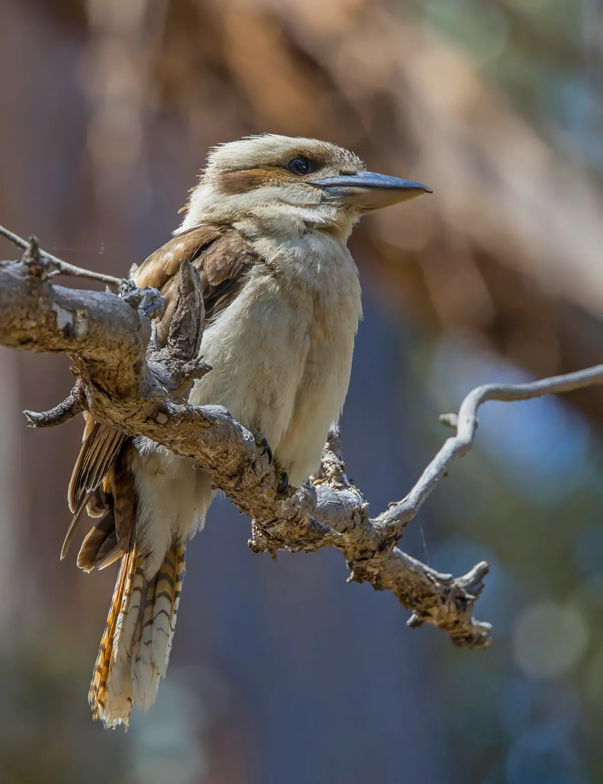 Laughing kookaburra perched in vegetation in Tasmania