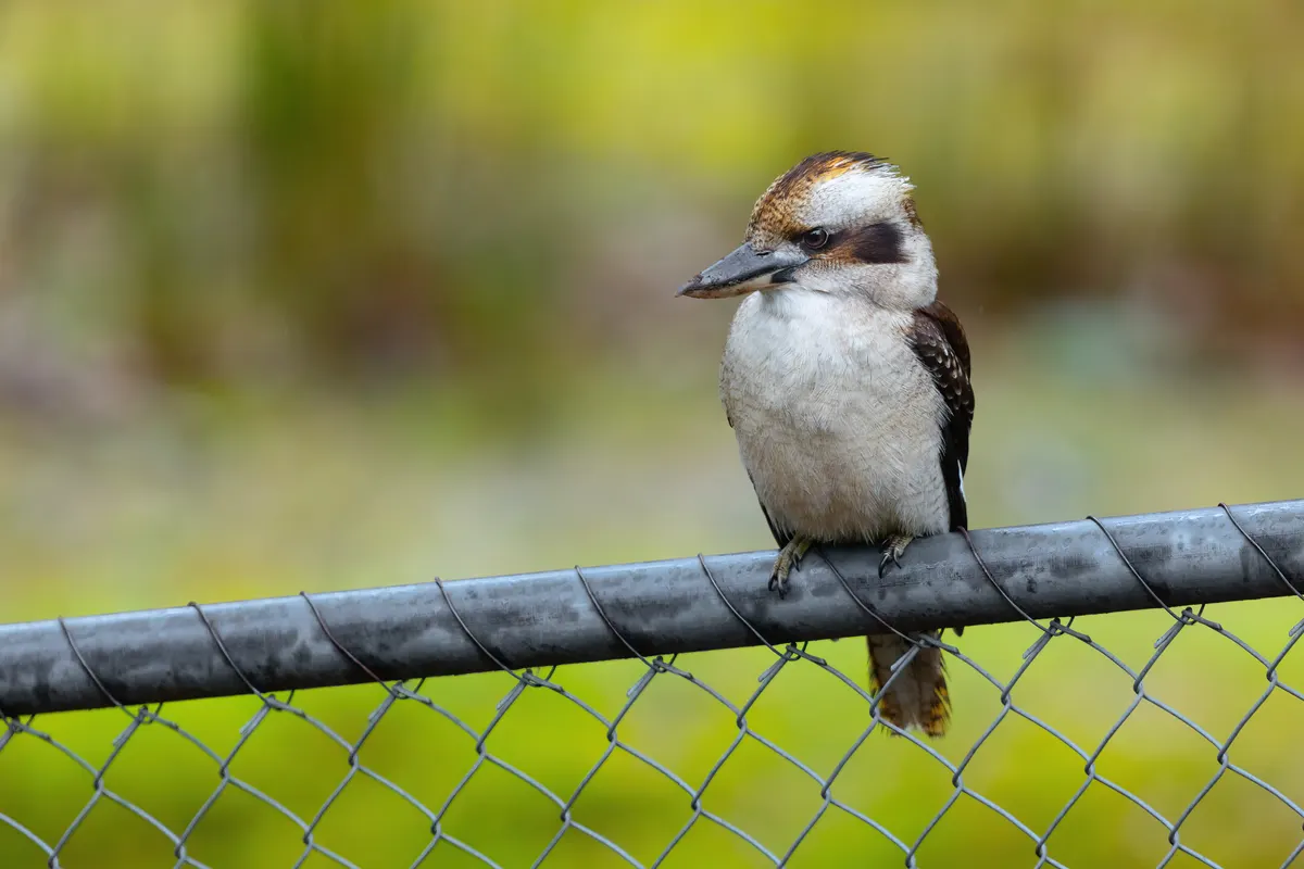 Laughing kookaburra perched on a branch with its heavy bill in profile