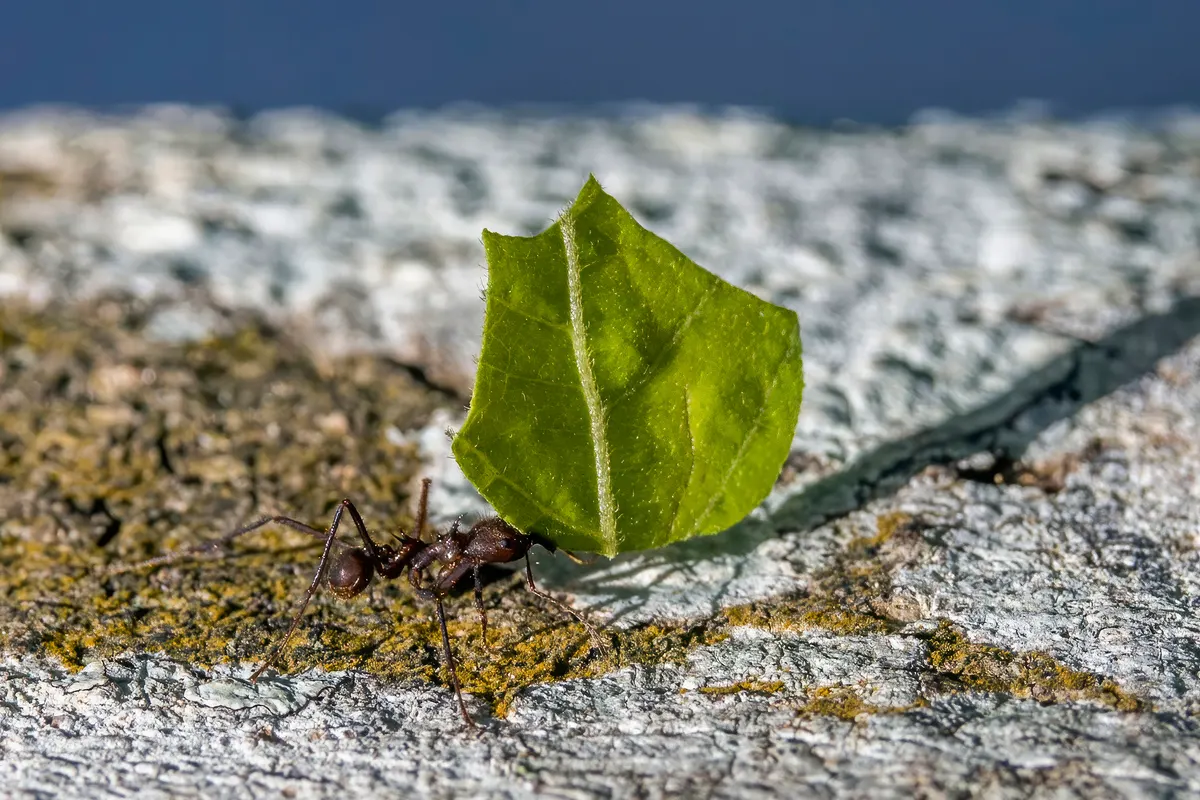 A young or baby Leafcutter Ant showing early development