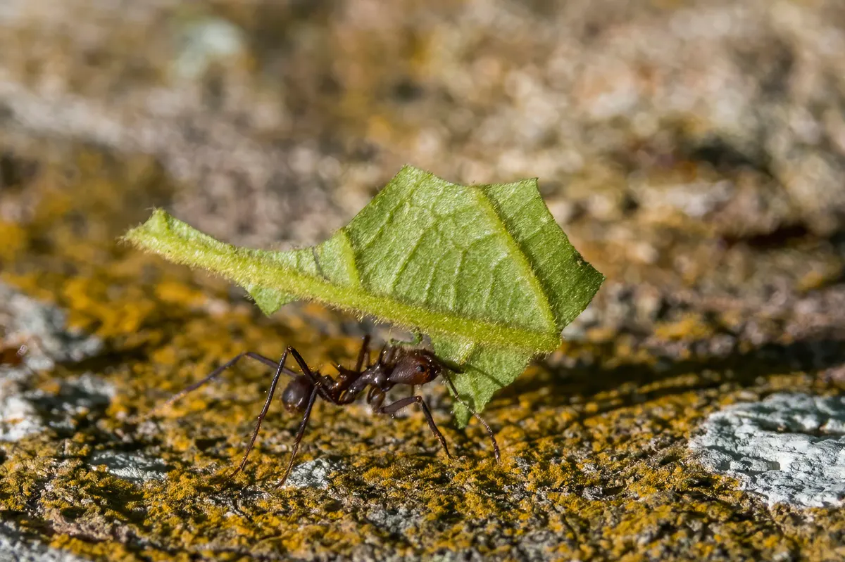 A detailed close-up showing the physical features of a Leafcutter Ant