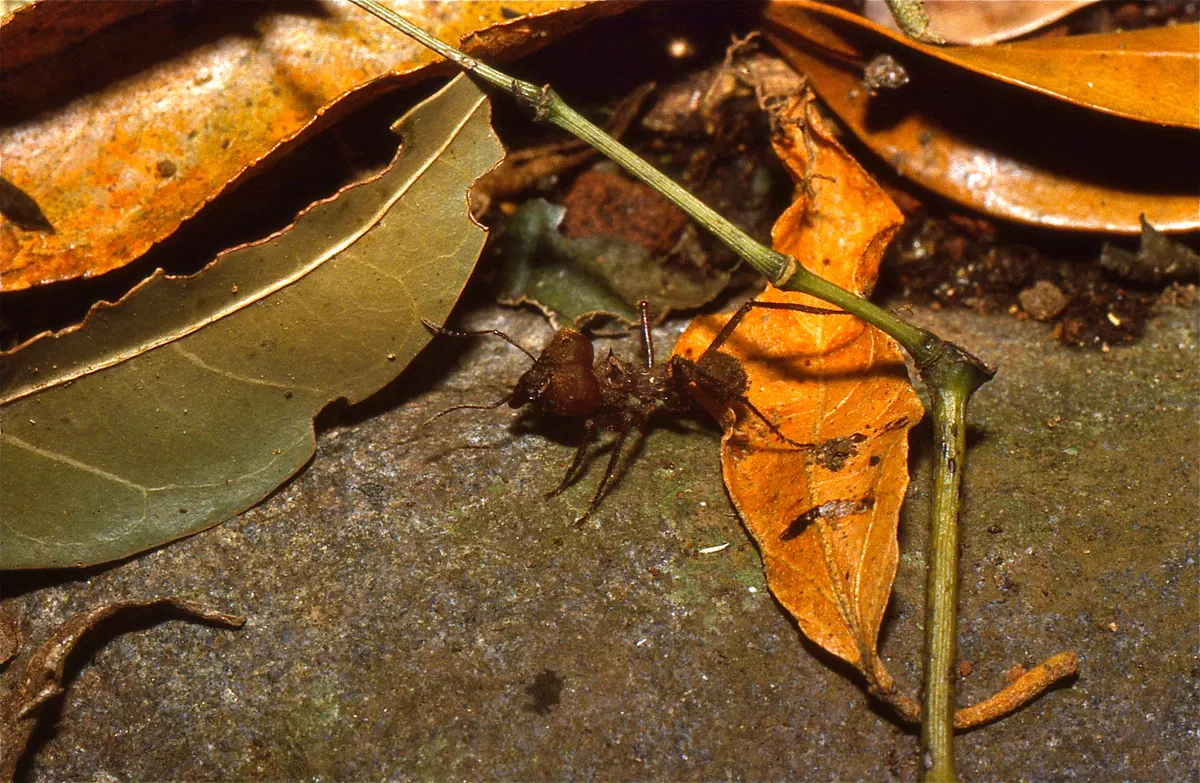 A young or baby Leafcutter Ant showing early development