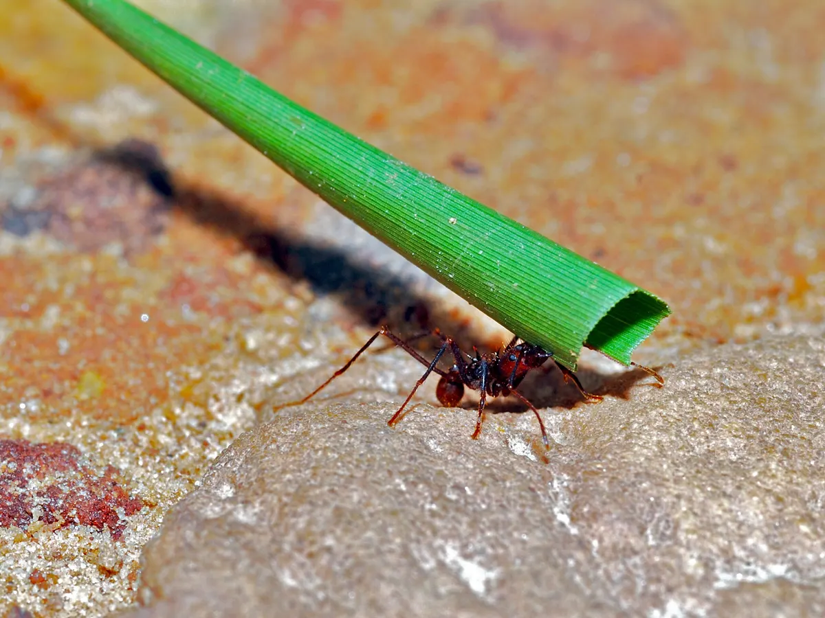 A Leafcutter Ant finding or consuming food