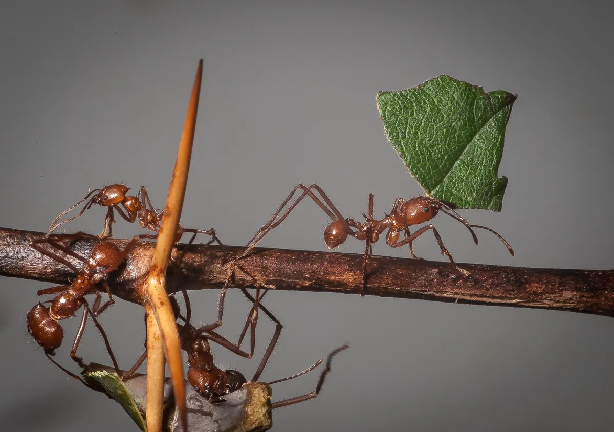 Leafcutter ants working together along a forest trail