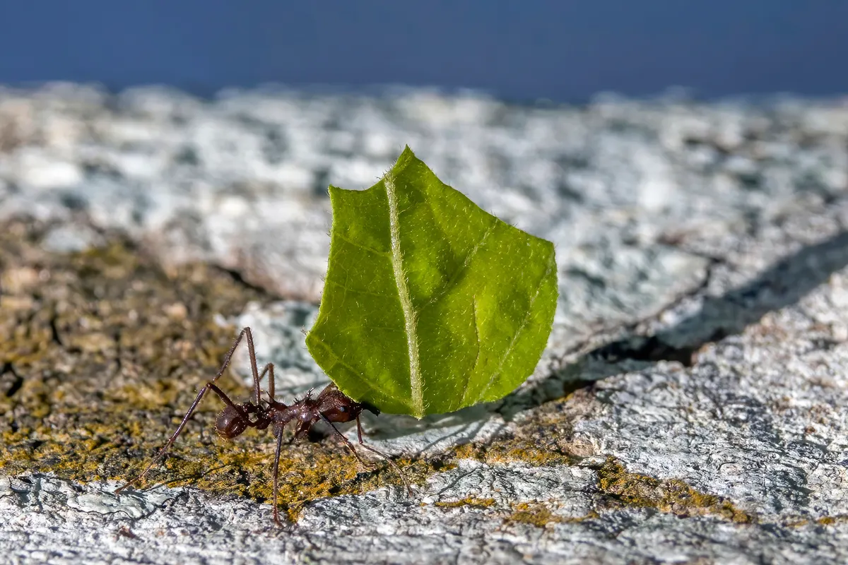 A Leafcutter Ant navigating its natural environment