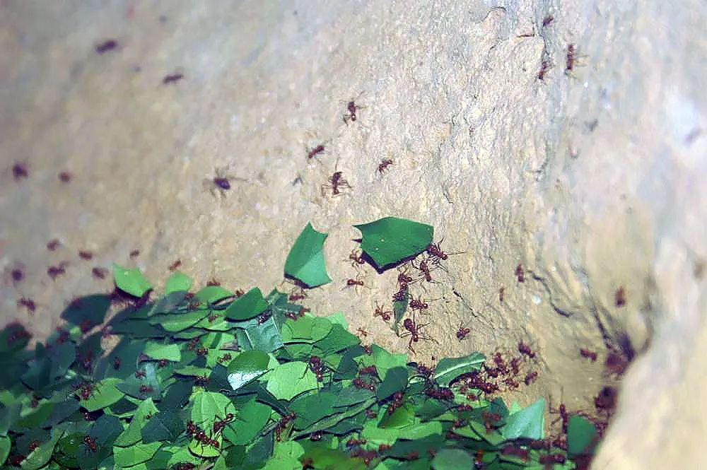 Leafcutter Ant in its native range