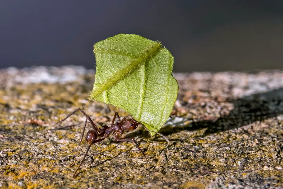 A Leafcutter Ant finding or consuming food