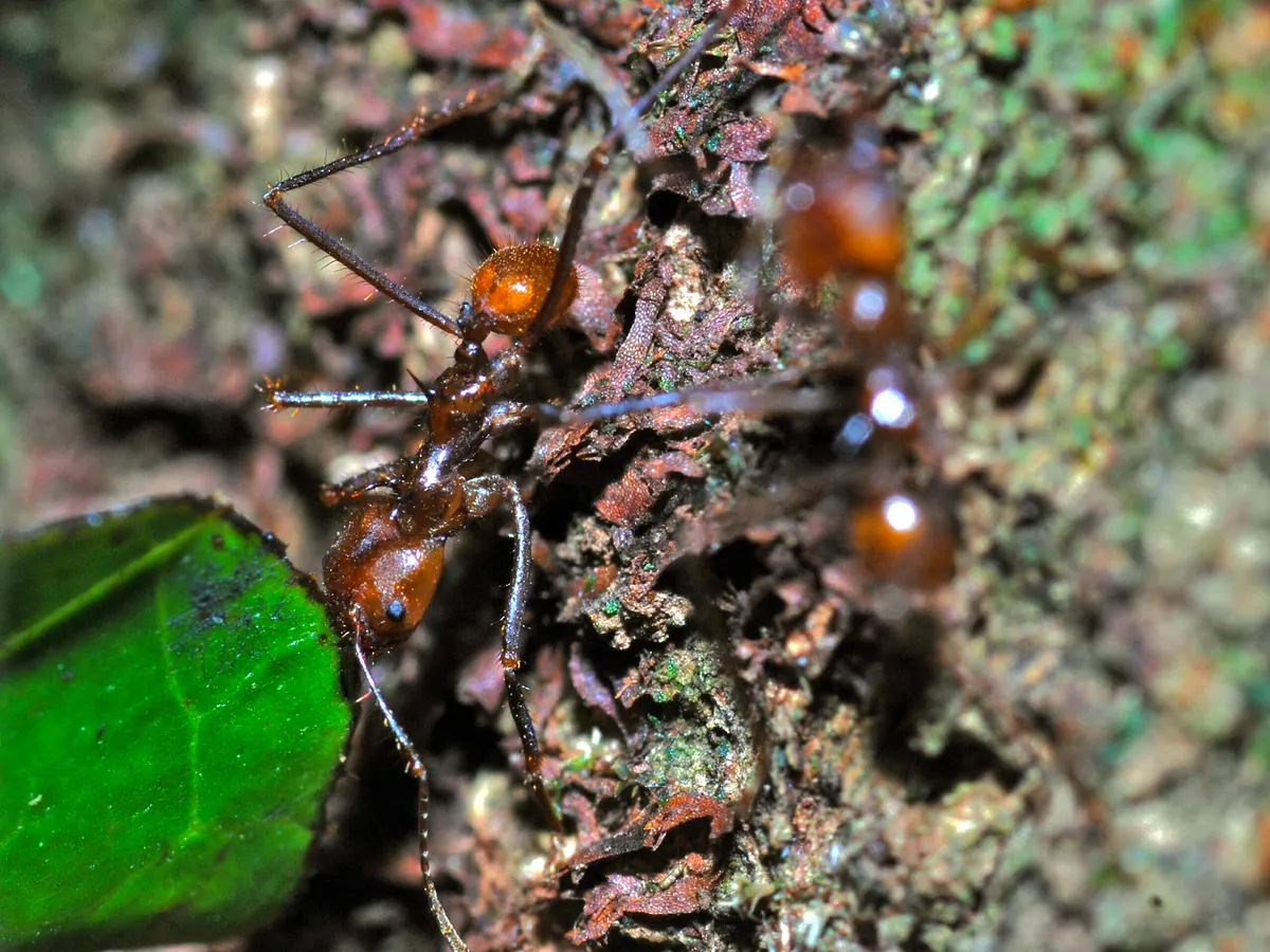 A group of leafcutter ants carrying leaf pieces together