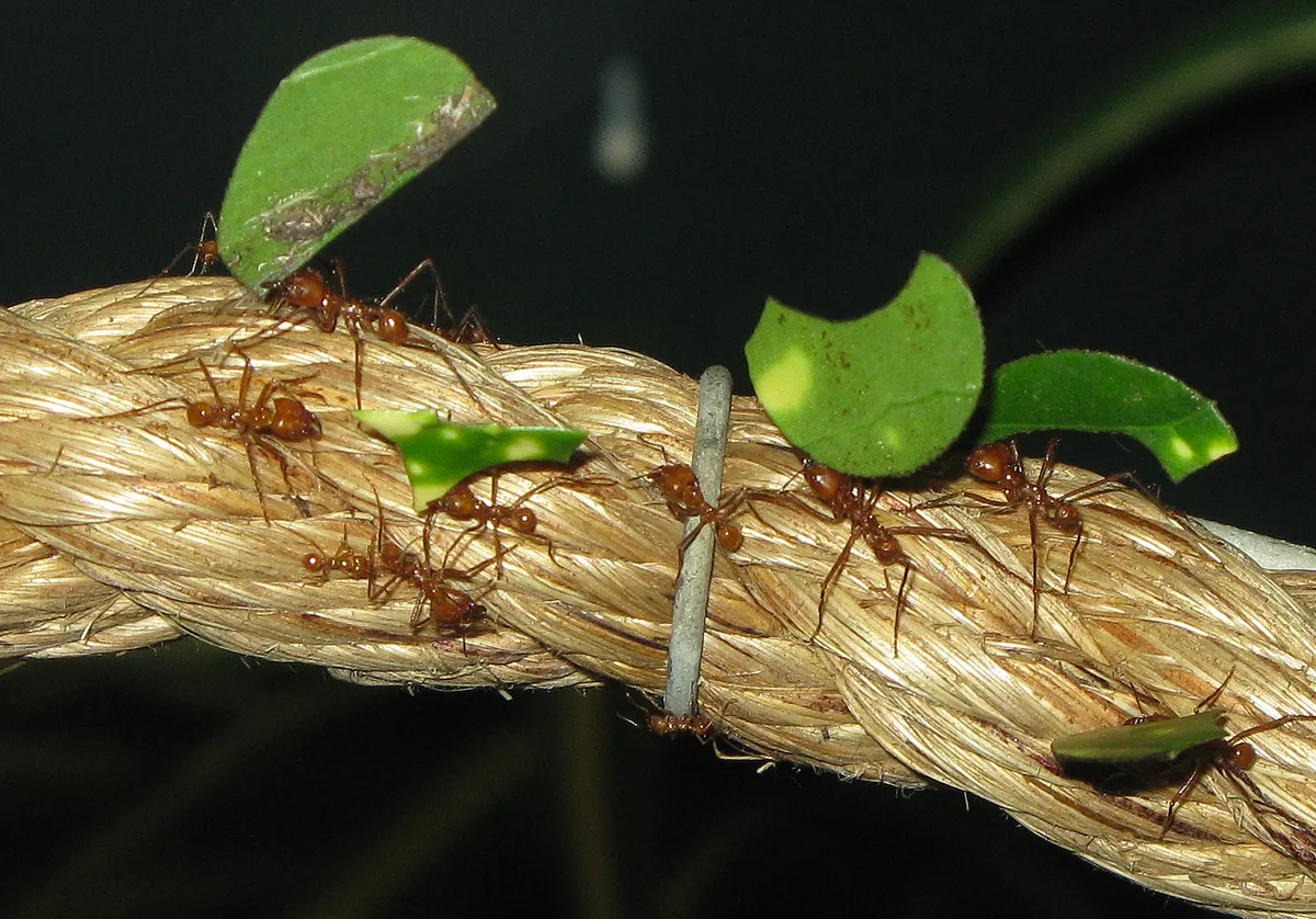 A Leafcutter Ant showing a unique behavior or adaptation