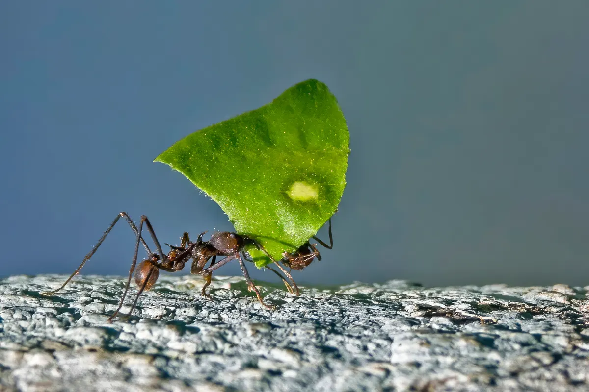 A Leafcutter Ant navigating its natural environment