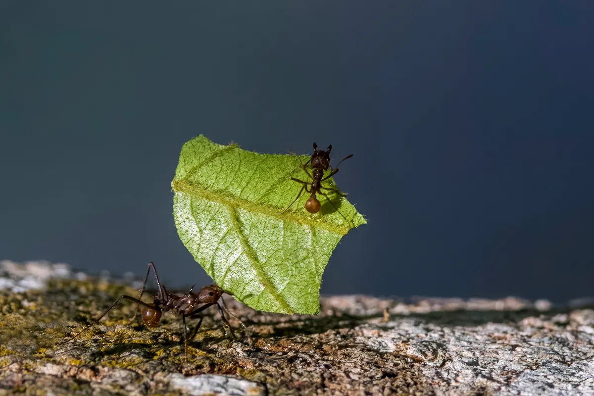 Leafcutter ants carrying a green leaf piece across bark