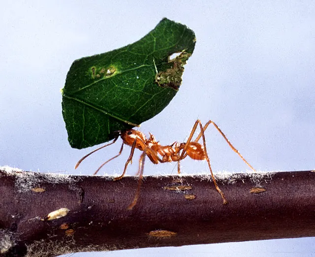 A Leafcutter Ant traveling across its geographic range