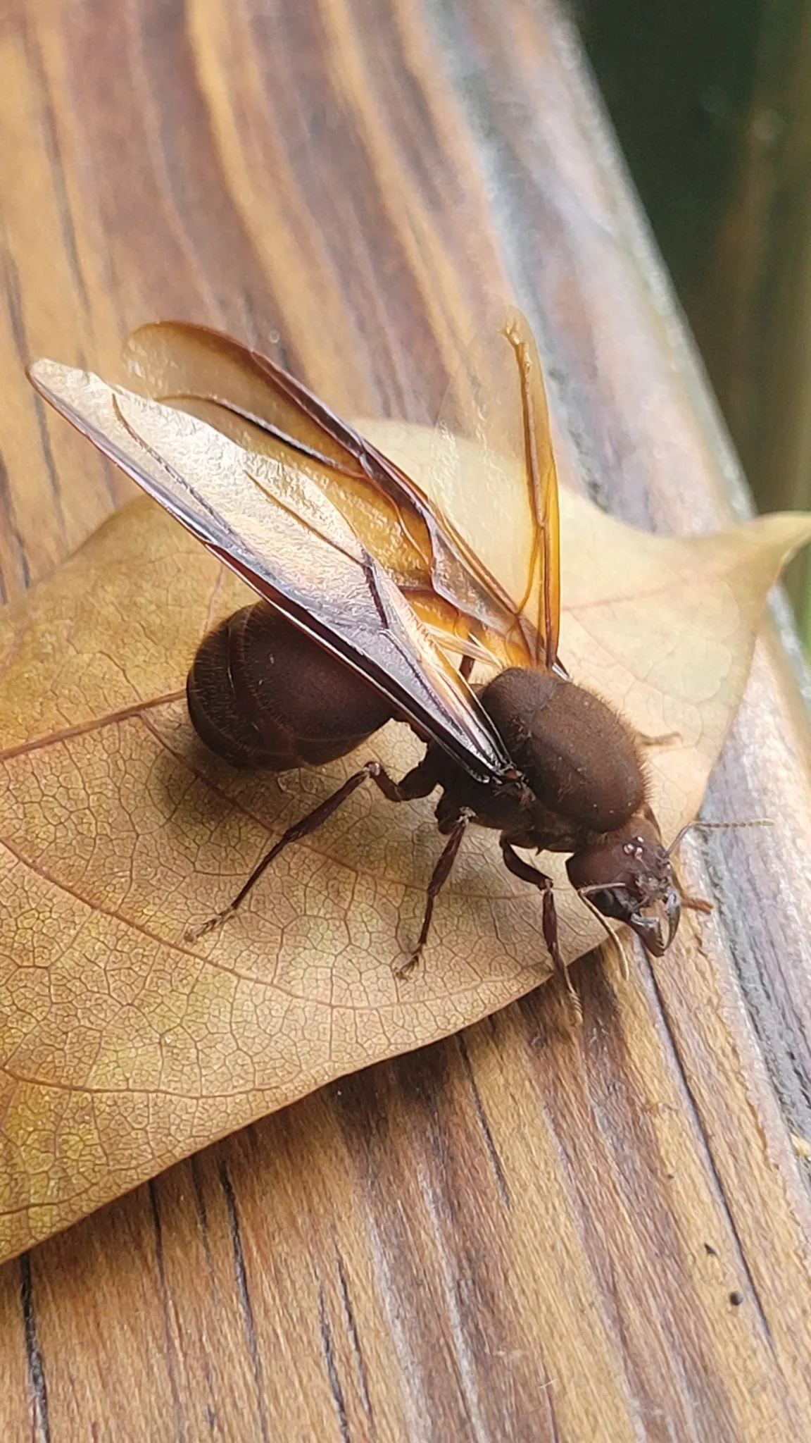 Winged leafcutter ant queen standing on a dry leaf