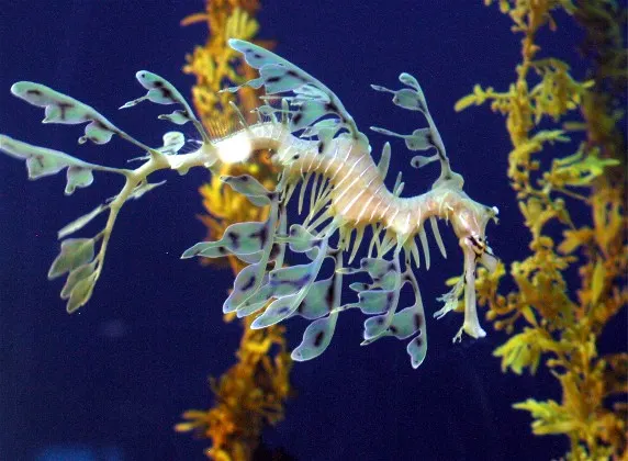 Young juvenile leafy seadragon navigating the underwater flora