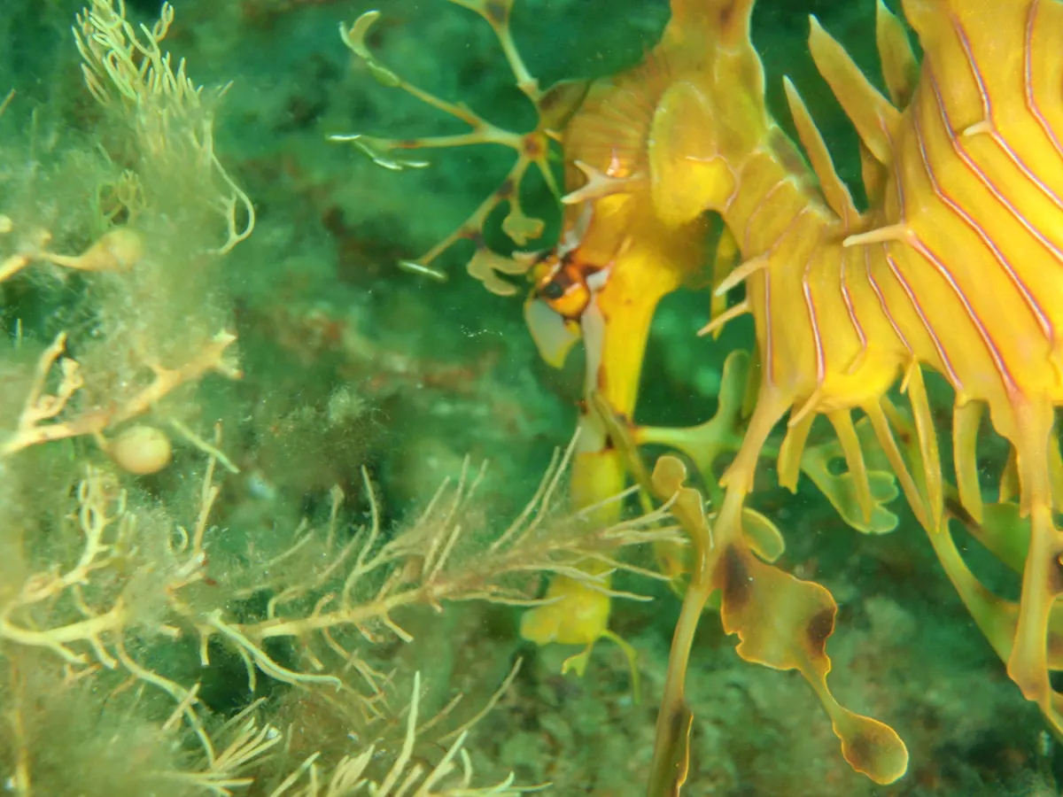Superb close-up of a leafy seadragon's head, sharp eyes, and delicate leafy appendages