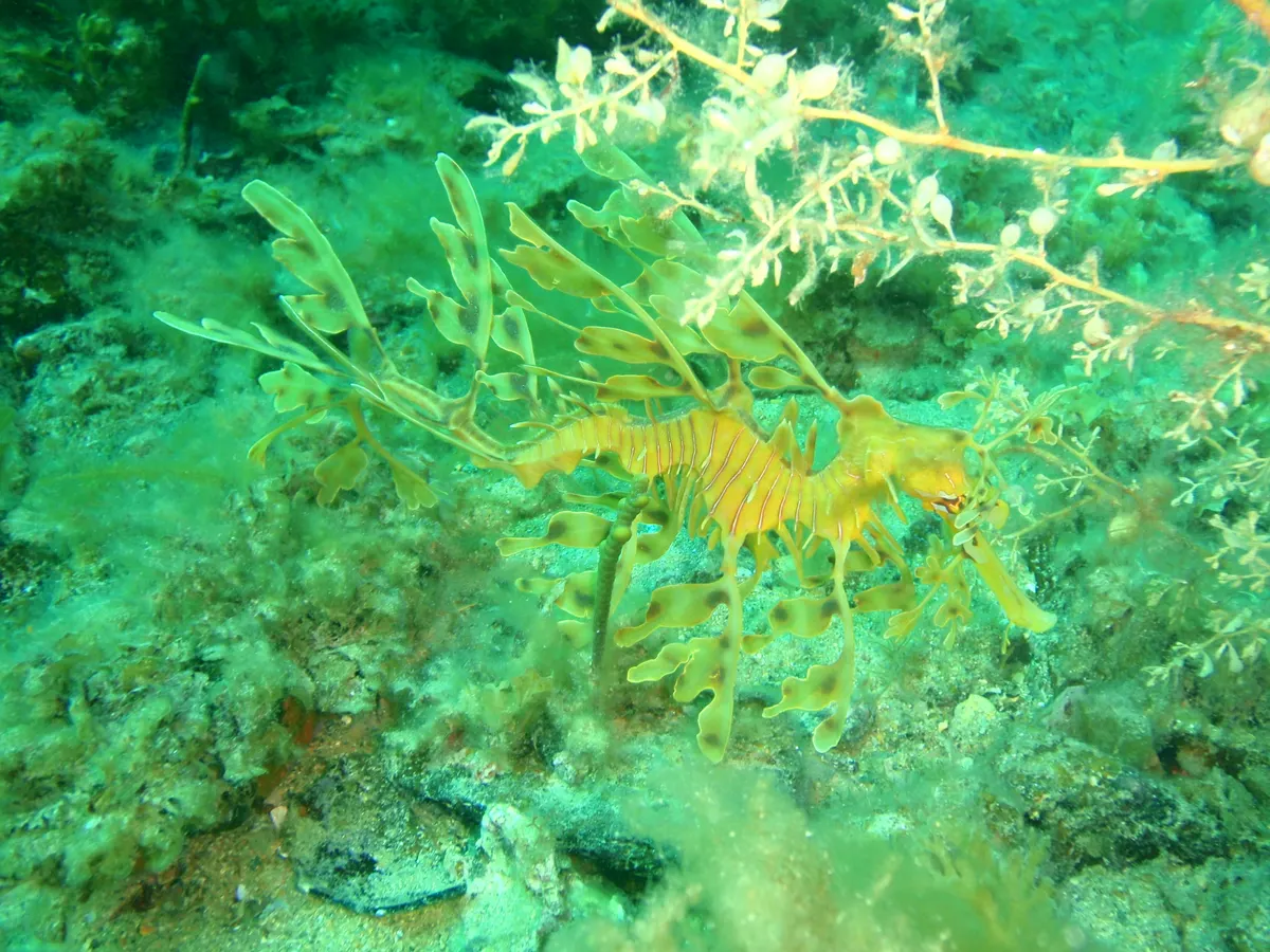 Juvenile leafy seadragon navigating a seagrass meadow