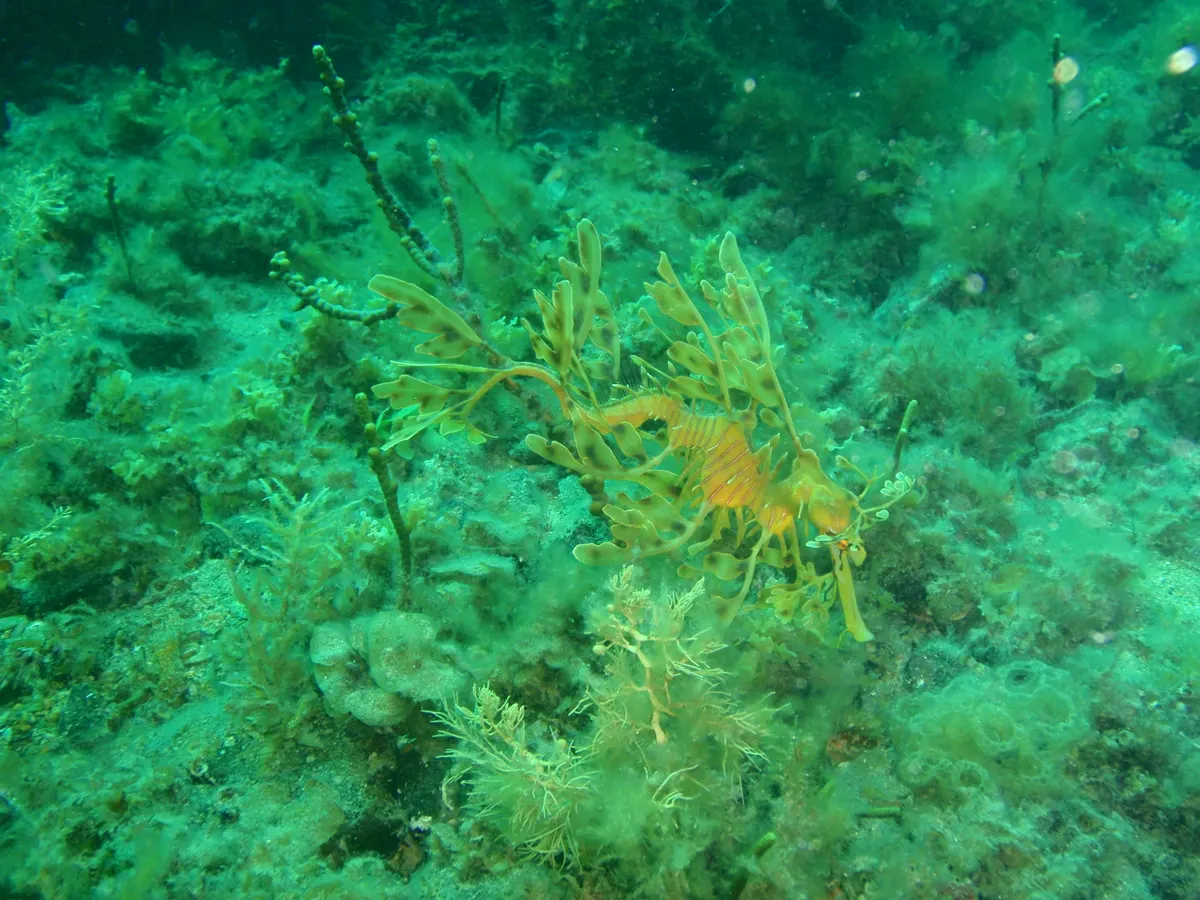 Leafy seadragon hovering attentively in search of floating mysid shrimp