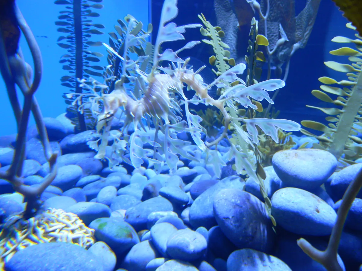 Adult leafy seadragon floating peacefully in a sheltered bay habitat