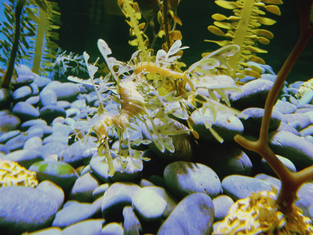 Leafy seadragon perfectly concealed within a dense kelp forest display