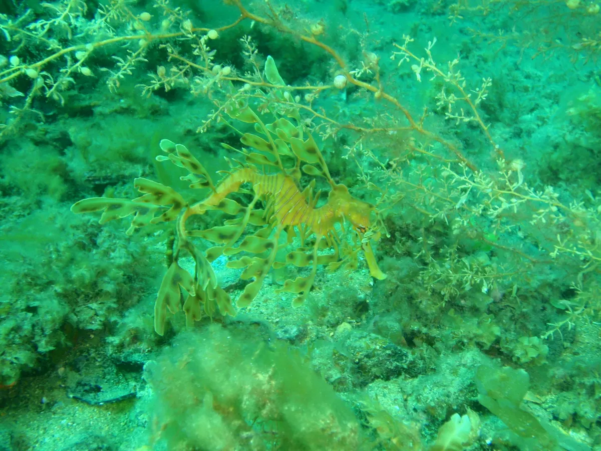 Leafy seadragon drifting in the clear southern Australian coastal waters