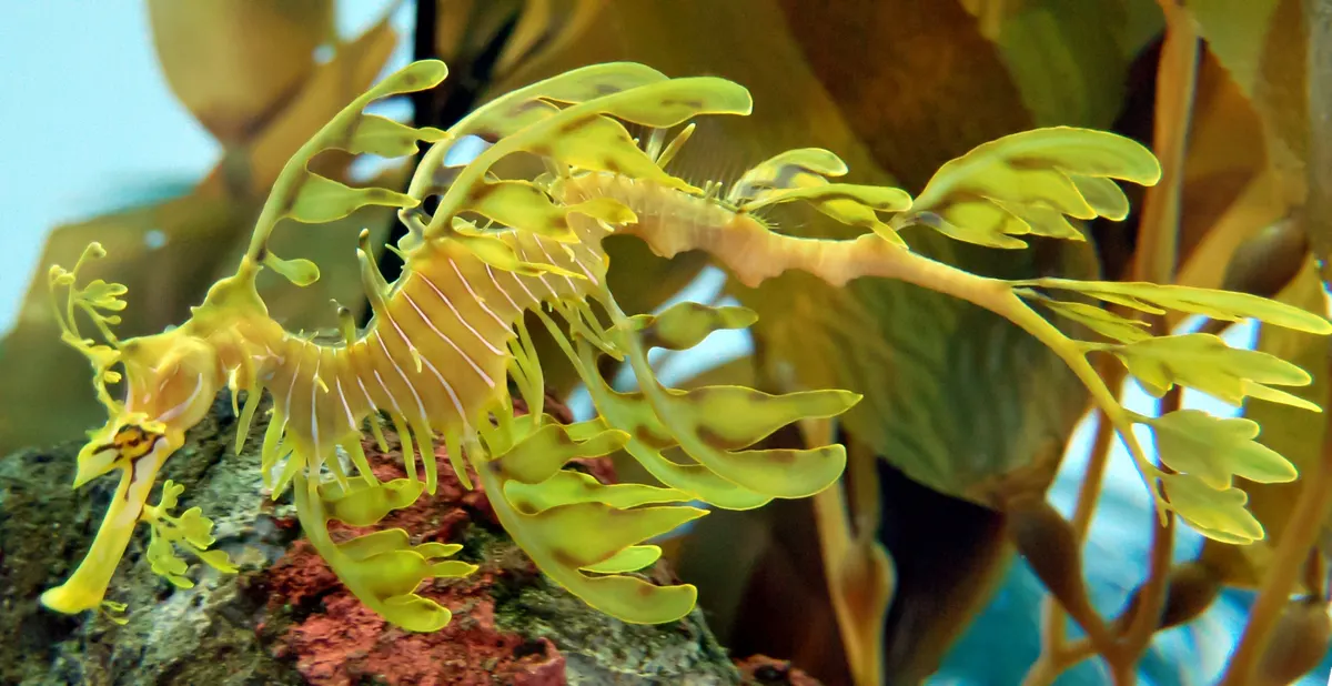 Leafy seadragon carefully maneuvering its long pipe-like snout to suck in tiny prey