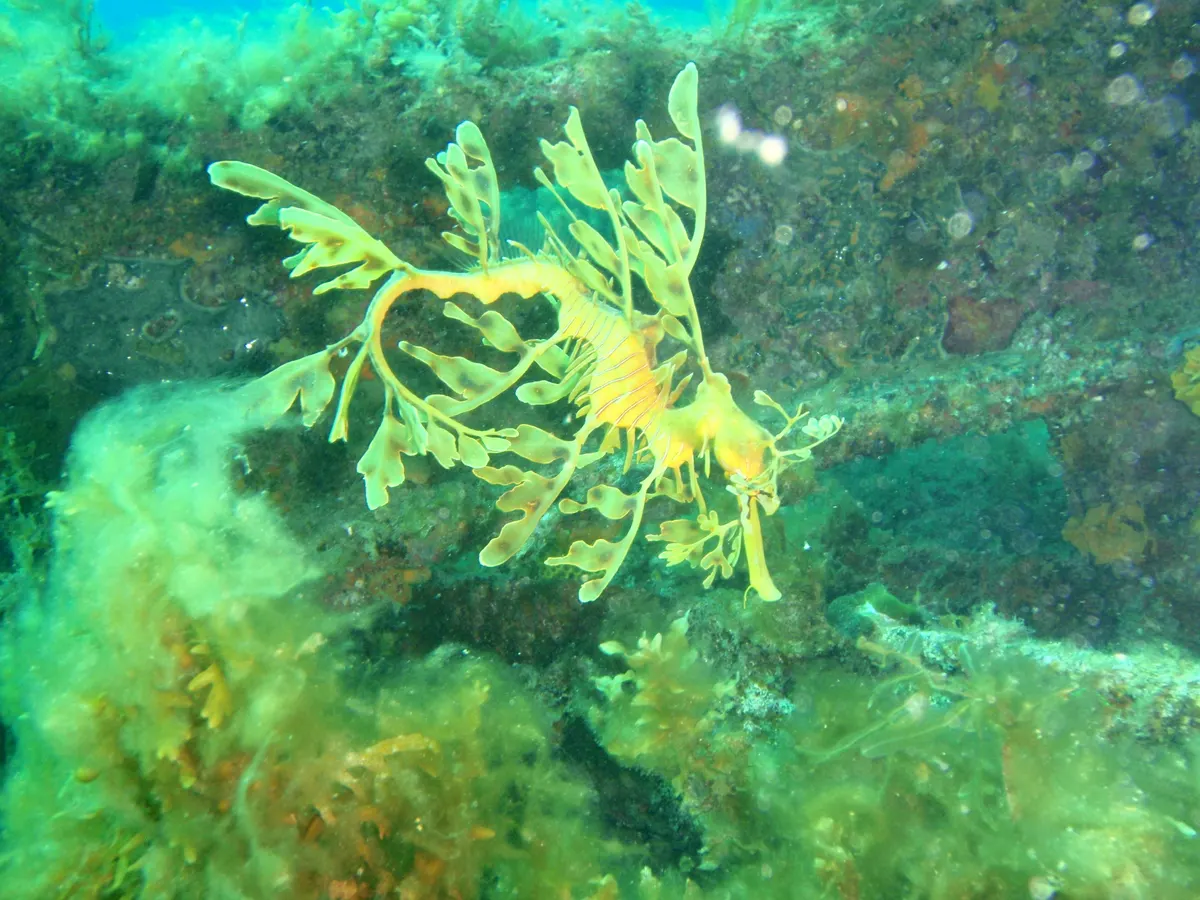 Two leafy seadragons swimming close together near seagrass structure