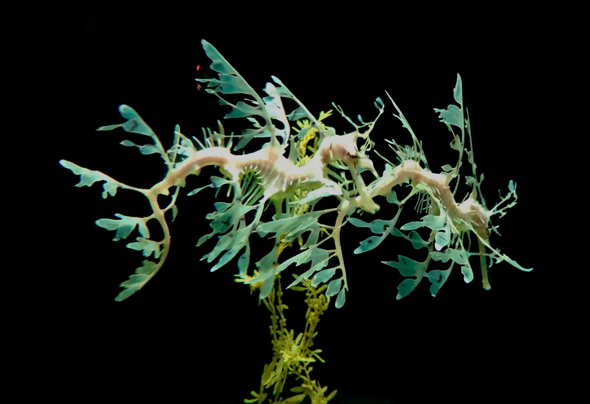 Leafy seadragon drifting effortlessly in the water column like a piece of unattached seaweed