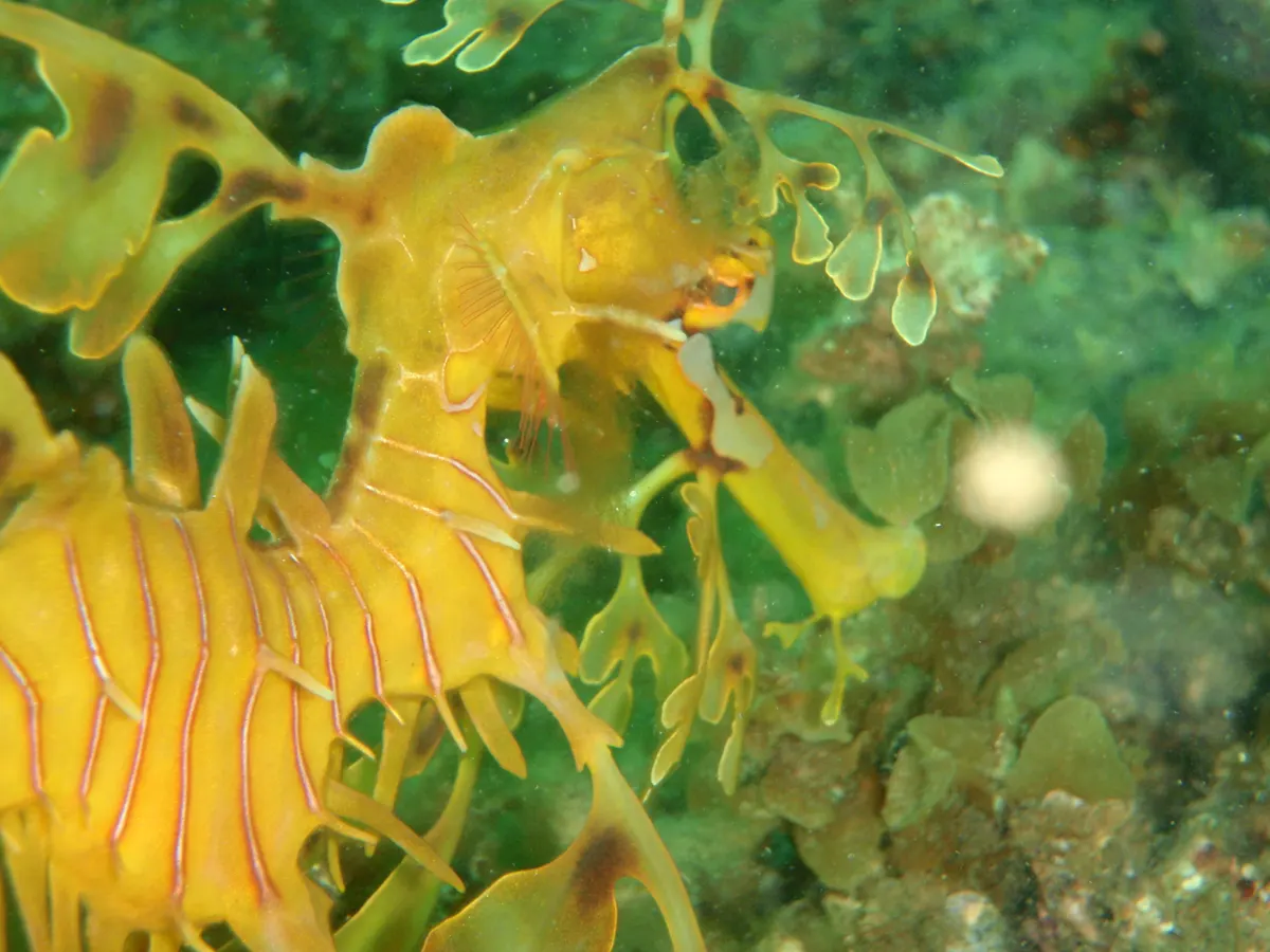 Leafy seadragon hovering gracefully among seagrass beds at Rapid Bay Jetty
