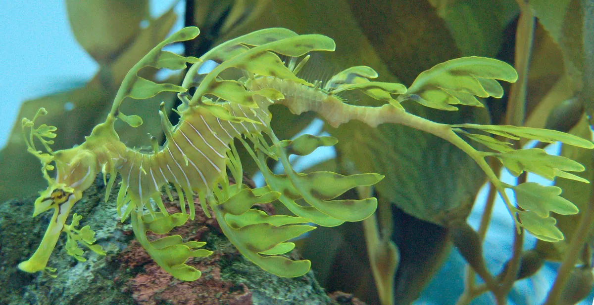 Stunning adult leafy seadragon displaying its spectacular leaf-like camouflage appendages in crystal clear water