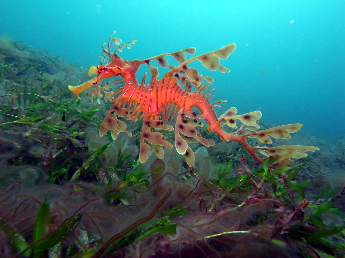 Full adult leafy seadragon showing its entire body length and intricate leafy extensions