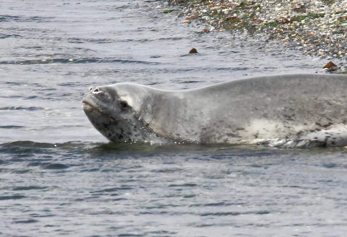 Leopard seal in the water near ice