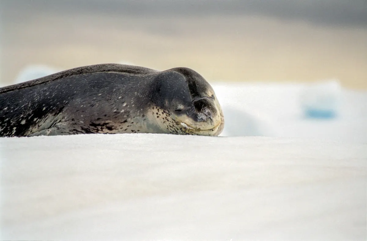 Leopard seal resting alone on ice