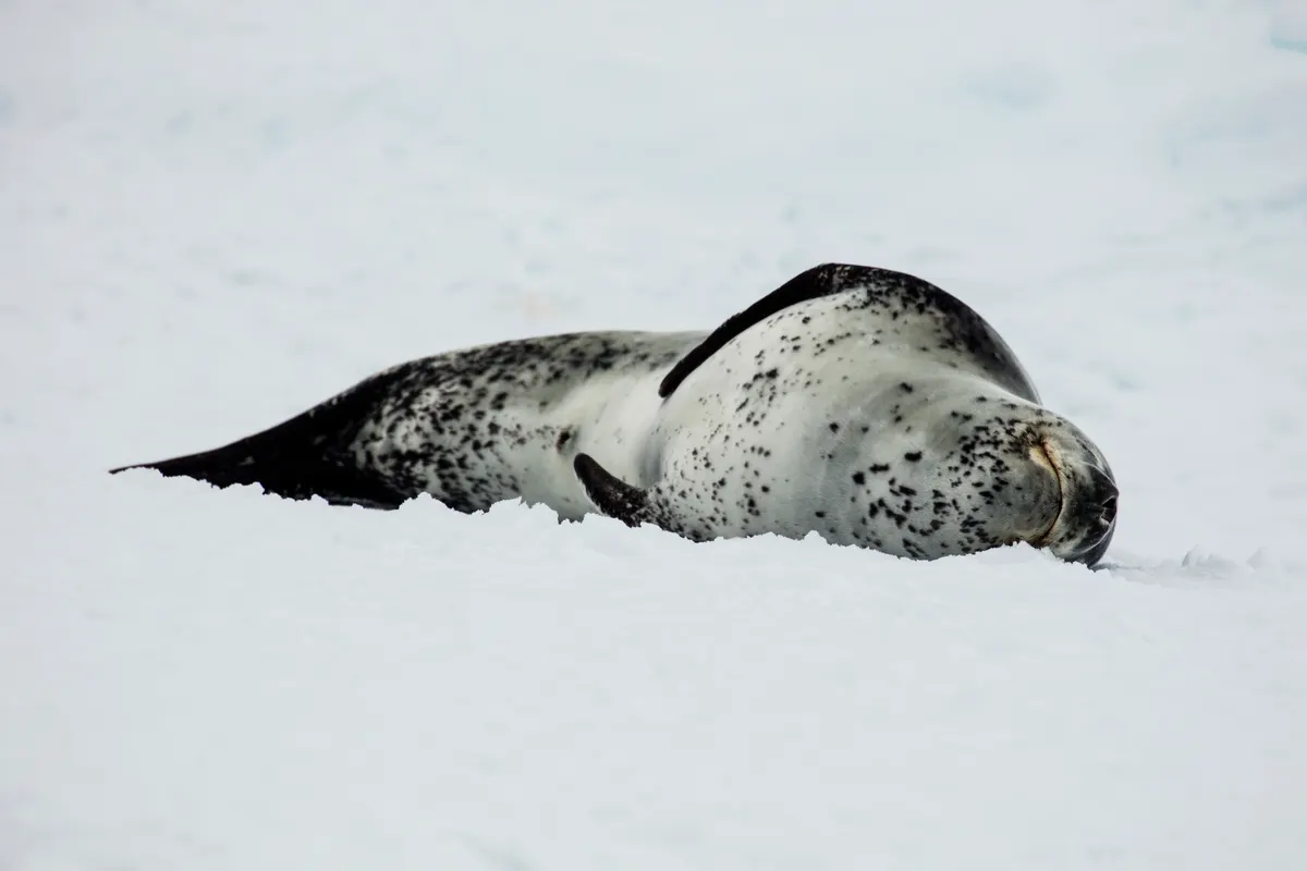 Leopard seal on an ice floe