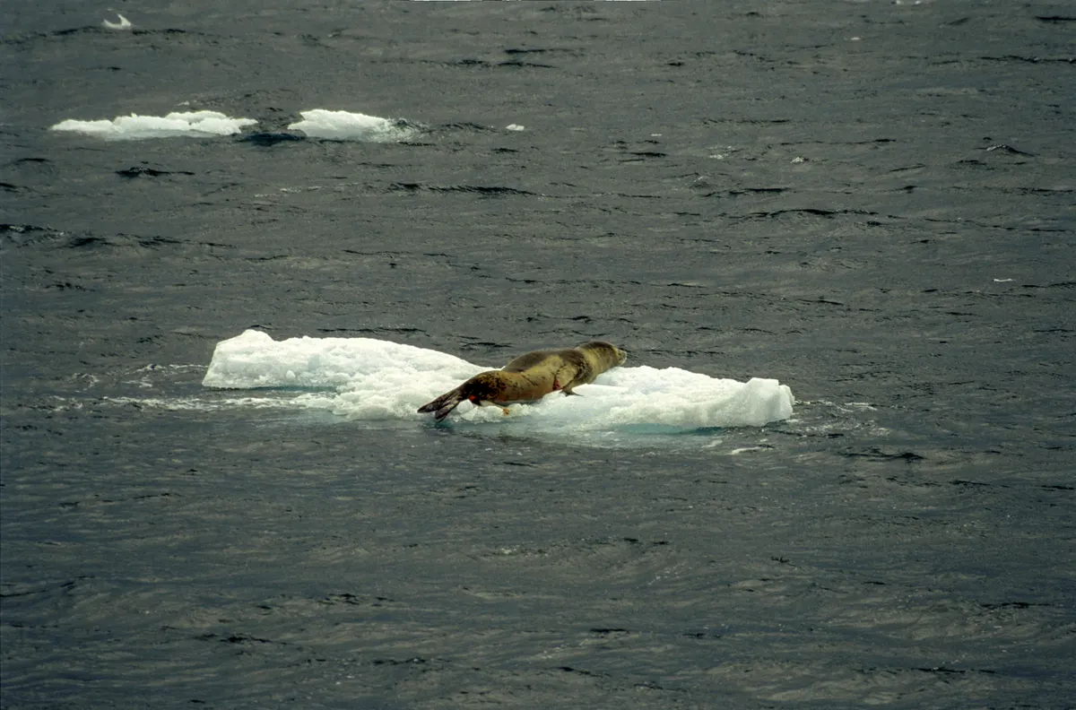 Leopard seal on Antarctic ice