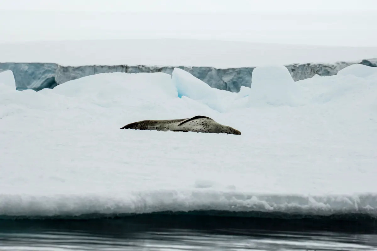 Leopard seal hauled out on Antarctic sea ice